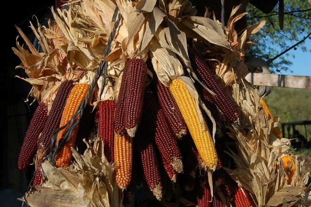 A force de sélection, les paysans ont créé de nombreuses variétés de maïs, chacune adaptée à un terroir