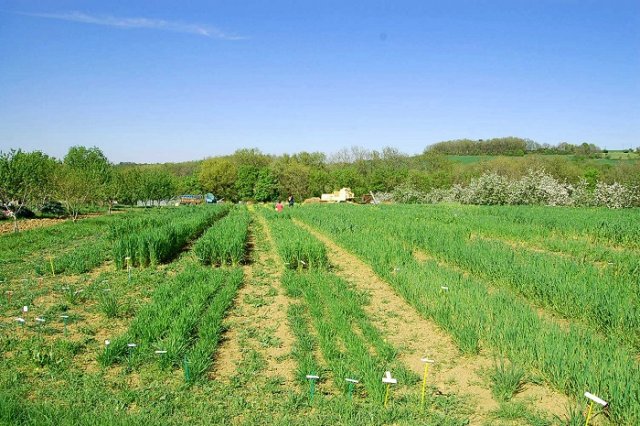 Pour lutter contre l'érosion de la biodiversité, des paysans créent des conservatoires d'anciennes variétés, comme ici sur la ferme du Roc, dans le Lot-et-Garonne.